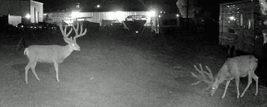 Velvet deer
